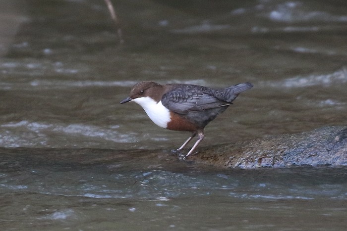 Dipper