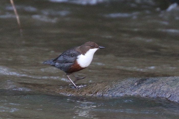 Dipper