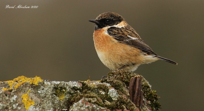 Stonechat