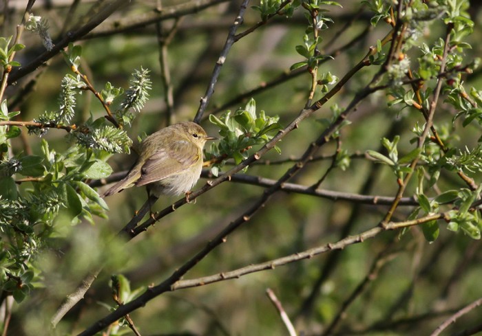 Iberian Chiffchaff