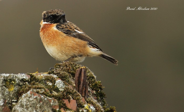 Stonechat