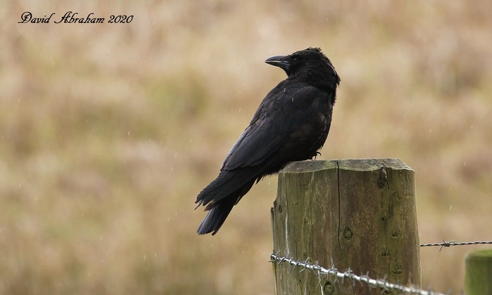 Carrion Crow