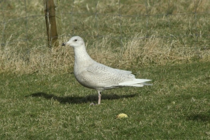 Iceland Gull
