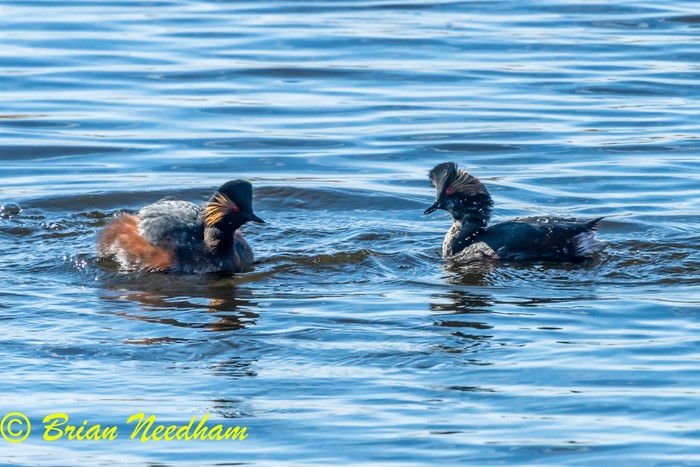 Black-necked Grebe