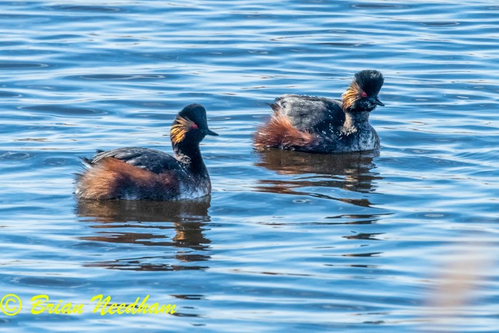 Black-necked Grebe