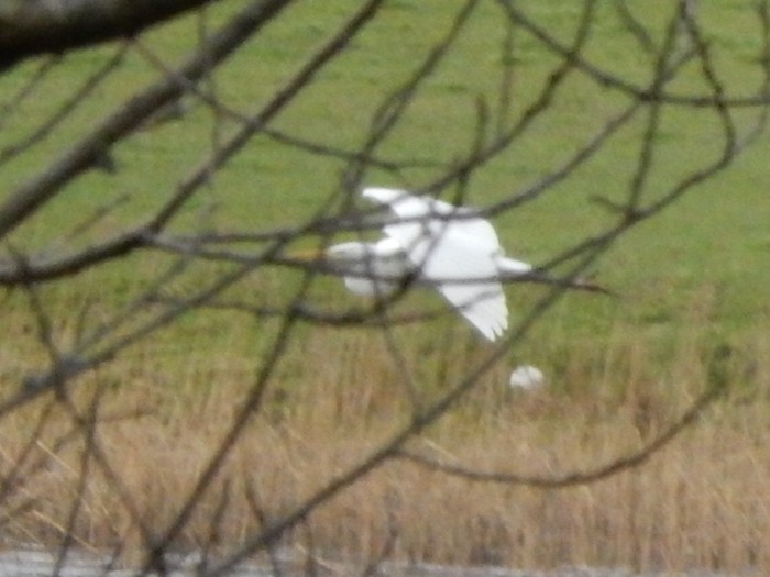 Great White Egret