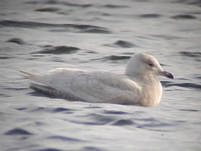Iceland Gull