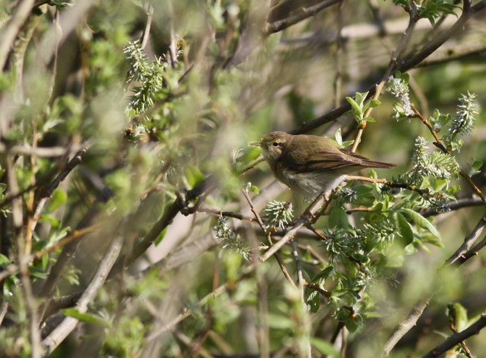 Iberian Chiffchaff