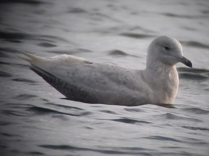 Iceland Gull