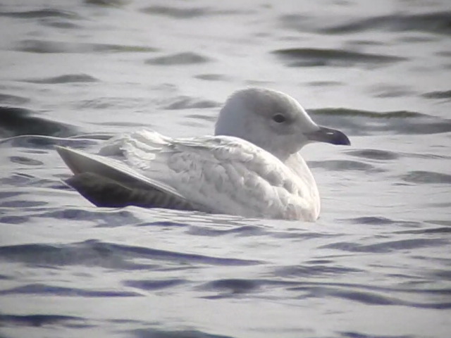 Iceland Gull