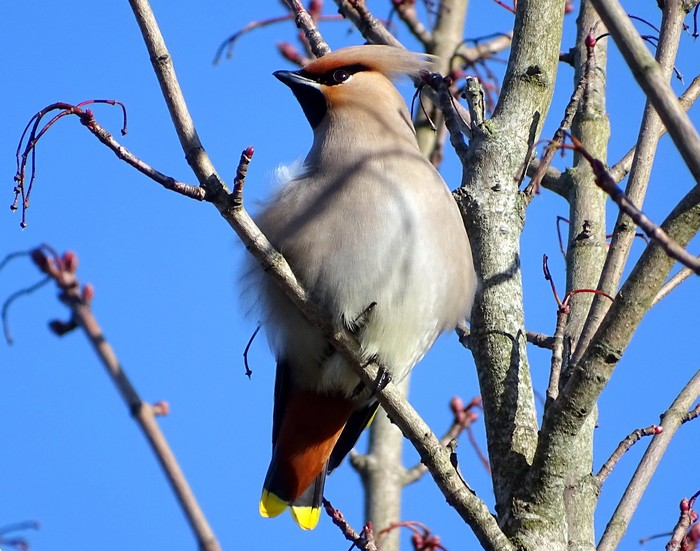 Waxwing