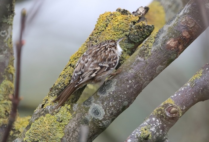 Short-toed Treecreeper