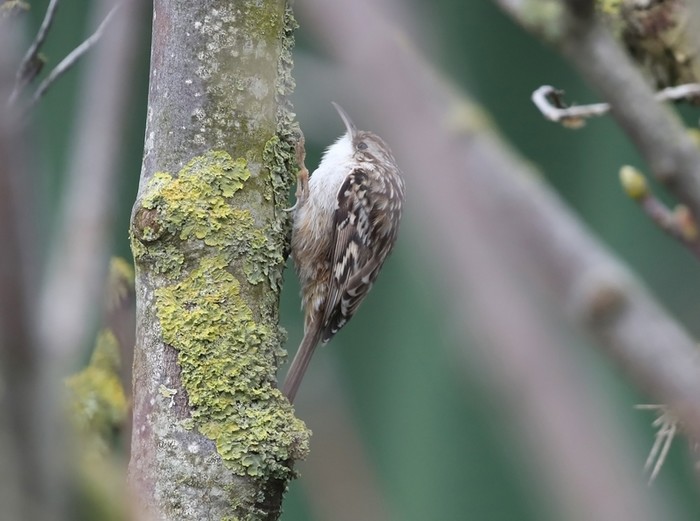 Short-toed Treecreeper