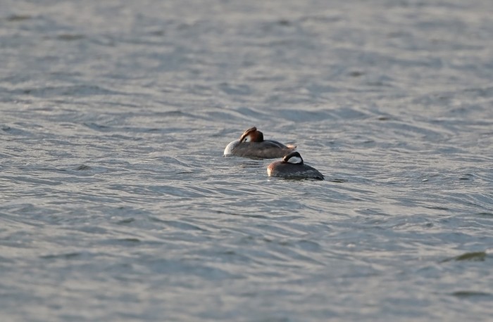 Red-necked Grebe