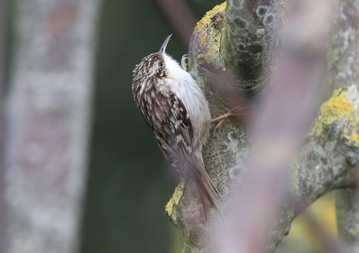 Short-toed Treecreeper