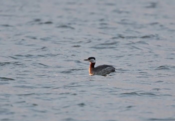 Red-necked Grebe