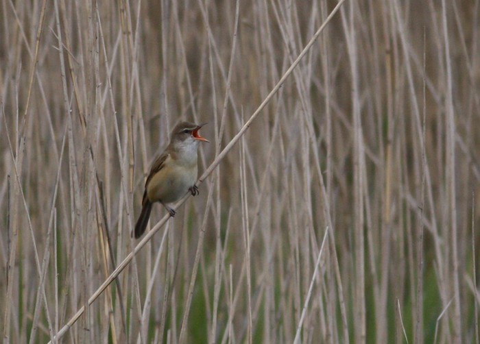 Great Reed Warbler