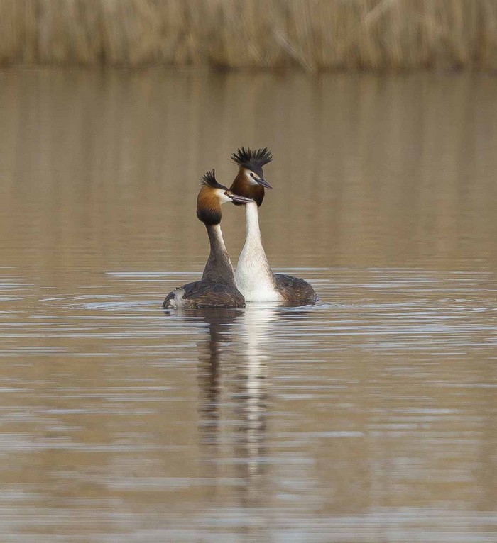 Great Crested Grebe