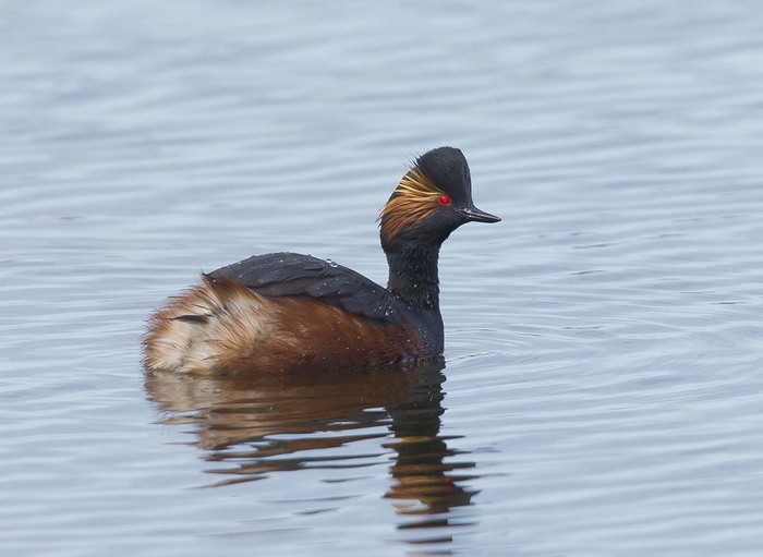 Black-necked Grebe