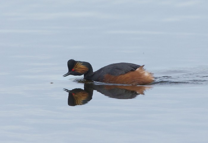 Black-necked Grebe