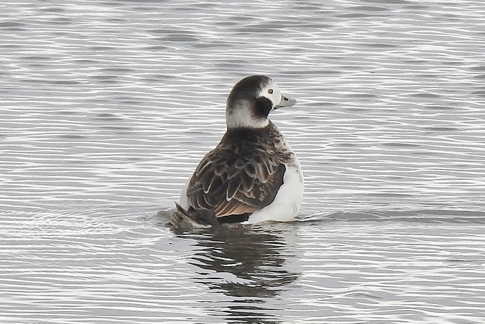 Long-tailed Duck
