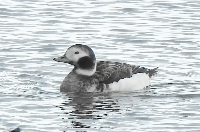 Long-tailed Duck
