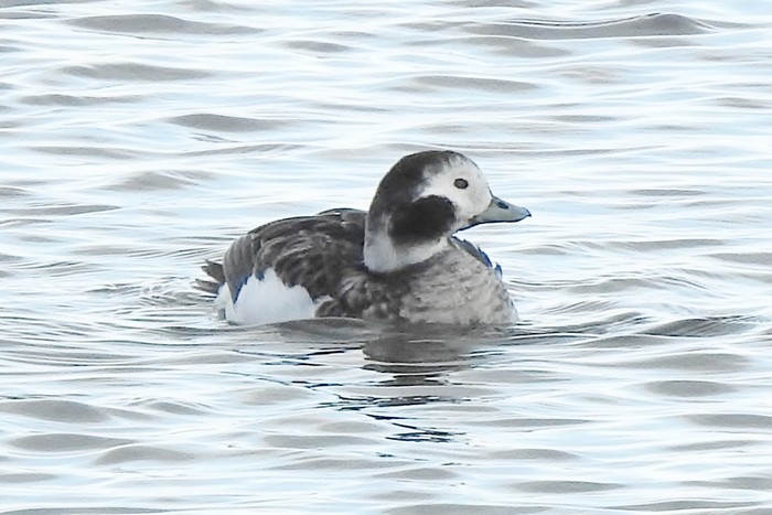 Long-tailed Duck