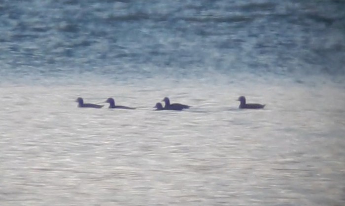 Velvet Scoter