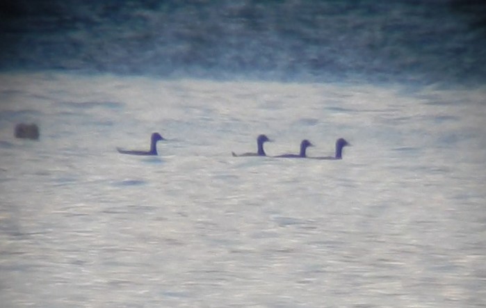Velvet Scoter