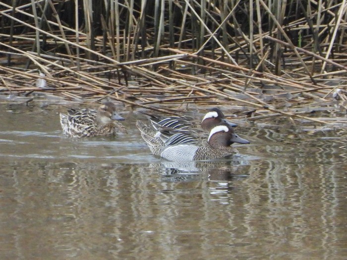 Garganey