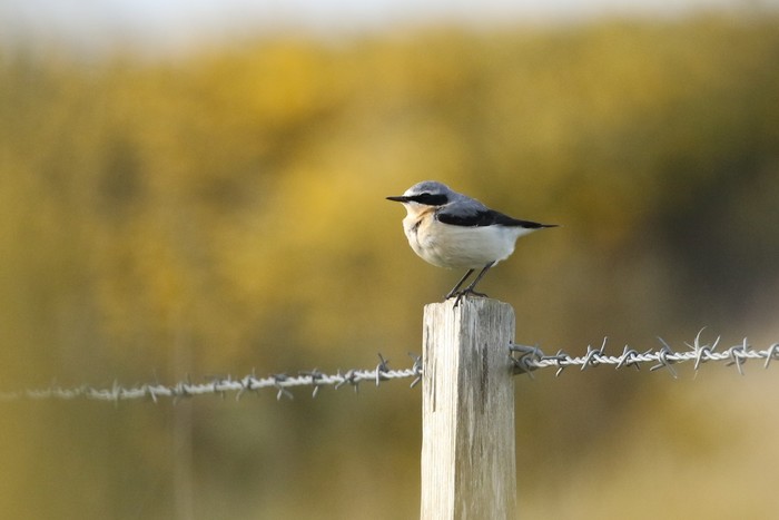 Wheatear