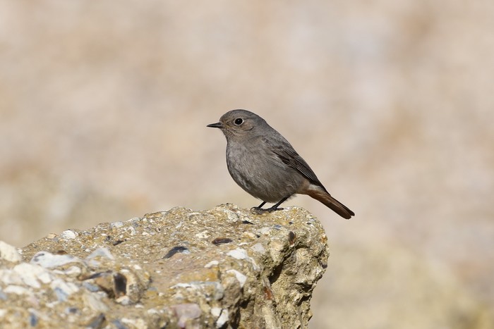 Black Redstart
