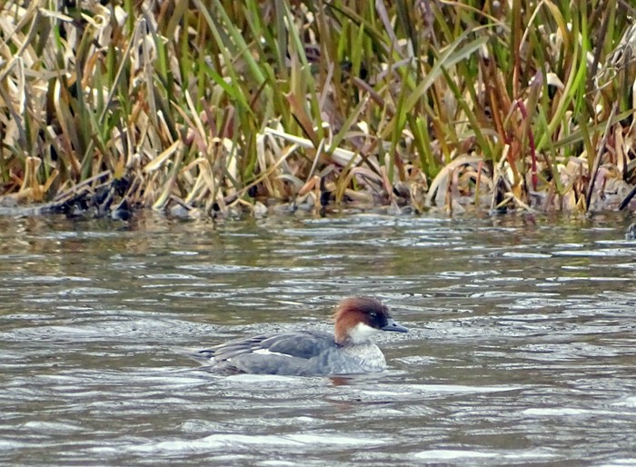 Smew