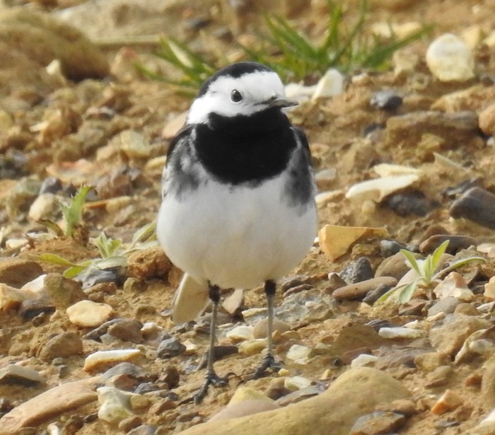 Pied Wagtail