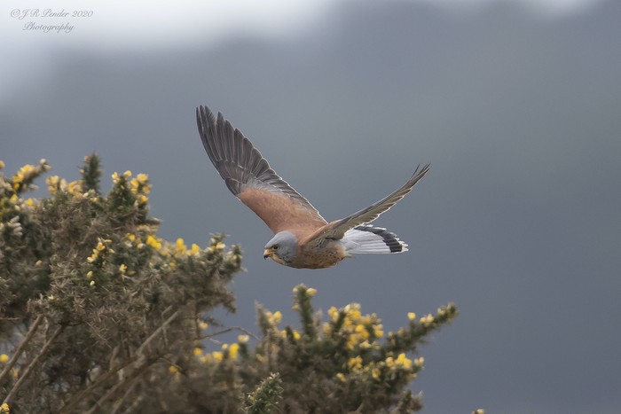 Lesser Kestrel