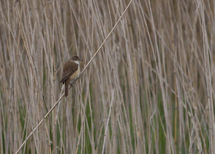 Great Reed Warbler