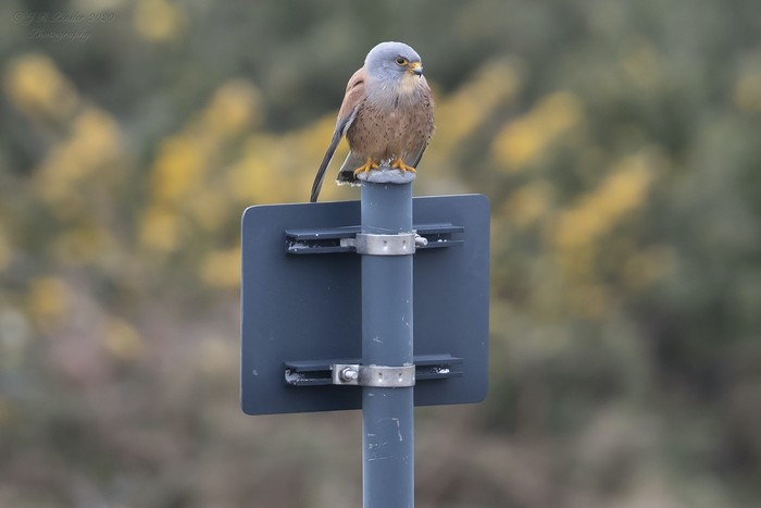 Lesser Kestrel