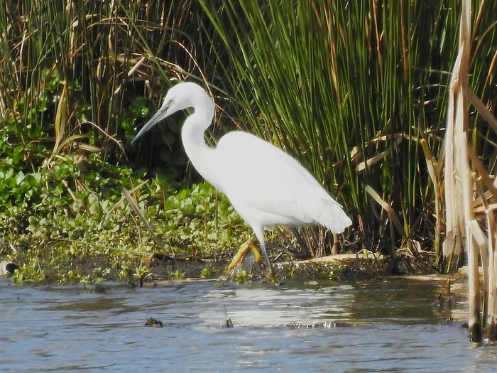Little Egret