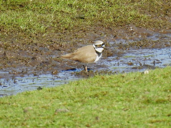 Little Ringed Plover