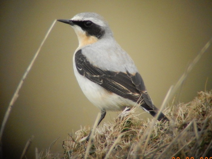 Wheatear