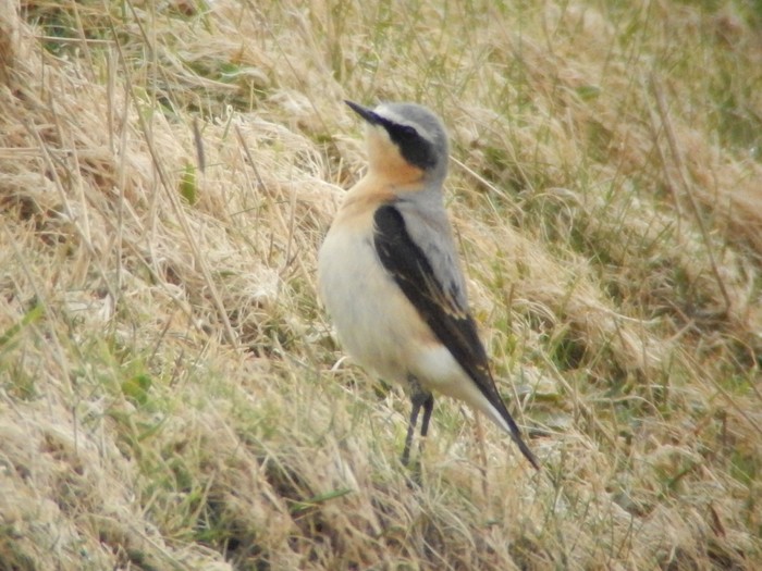 Wheatear