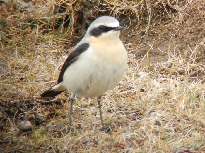 Wheatear
