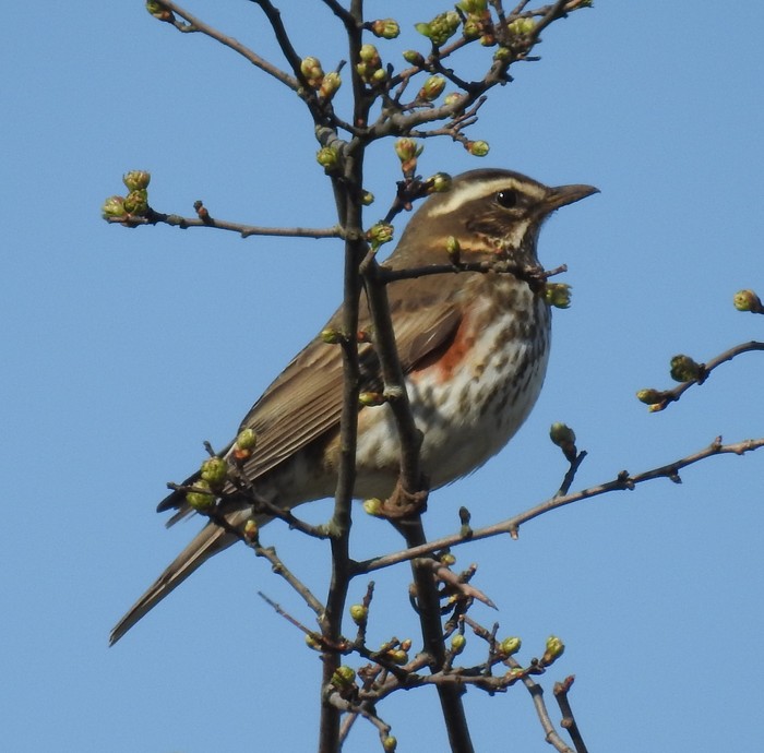 Redwing