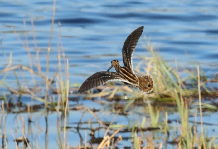 Snipe