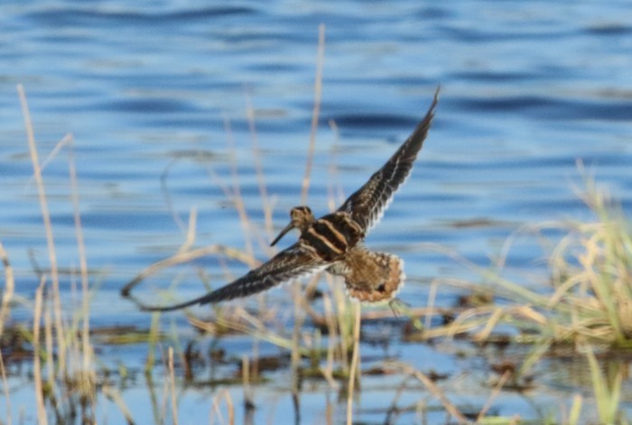 Snipe