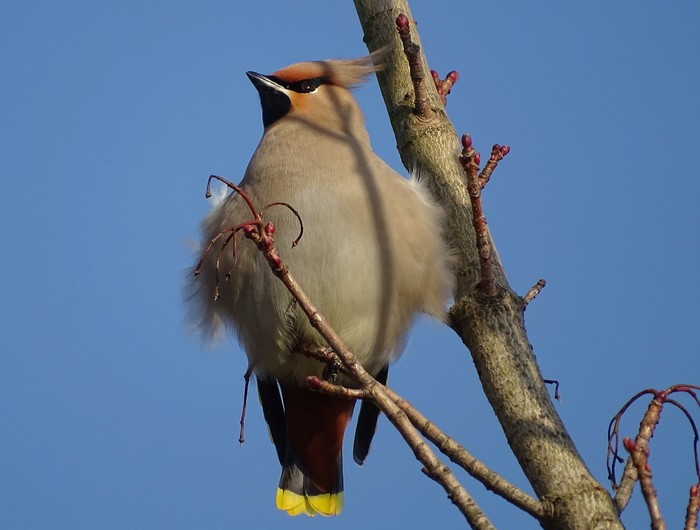 Waxwing