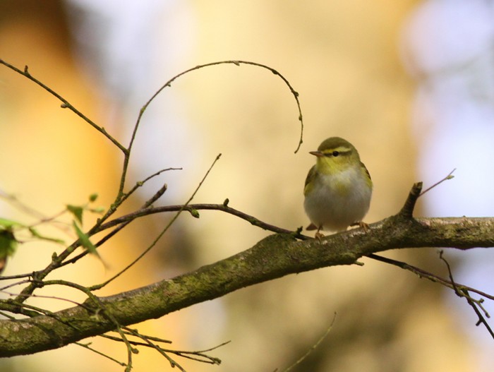 Wood Warbler