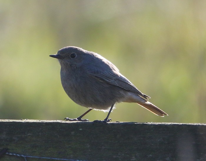 Black Redstart