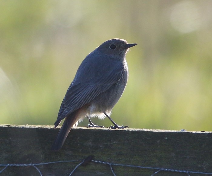 Black Redstart
