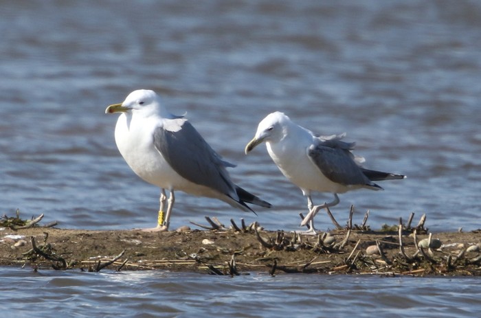 Caspian Gull